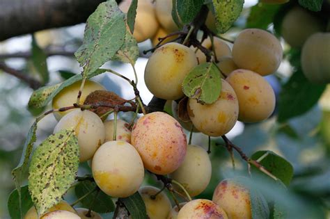 Ovocné stromy s rôznymi plodmi