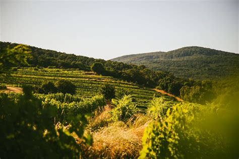 Pohľad na vinohrady v Tokaji počas babieho leta s hmlou a dozrievajúcim hroznom.