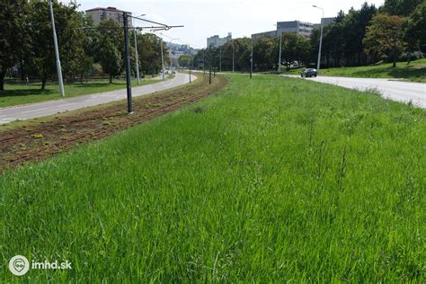 Zelený porast medzi riadkami vo vinohrade s cieľom zadržiavania vody a tvorby humusu.