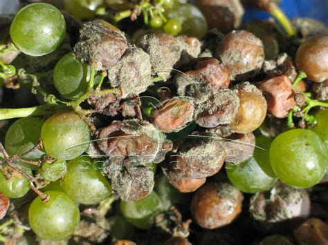 detailná fotografia zamrznutých bobúľ hrozna priamo na viniči