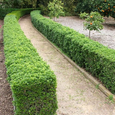 Detailný záber na listy a habitus kríka Buxus microphylla
