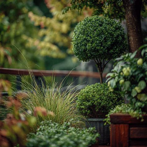 Schéma výsadby zimostrázu v záhrade (živé ploty vs. solitéry)