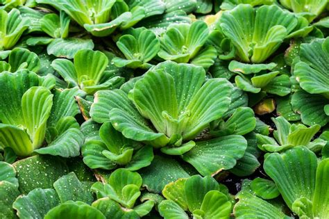 Vodný šalát (Pistia stratiotes) v jazierku