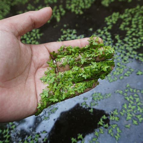 Schéma stavby rastliny Lemna minor: znázornenie stielky (1-3 listy) a jedného visiaceho korienka