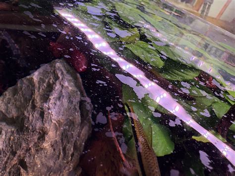 Infografika znázorňujúca rýchlosť šírenia žaburinky na hladine akvária