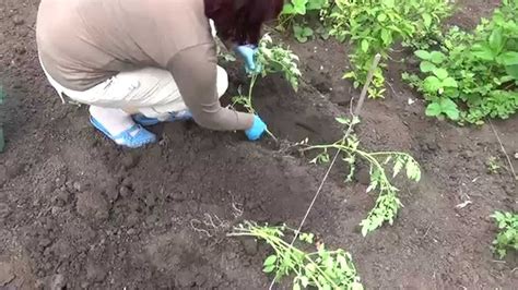 Schéma výsadby dvoch sadeníc paradajok do jednej jamky s vyznačenými rozstupmi medzi koreňovými balmi