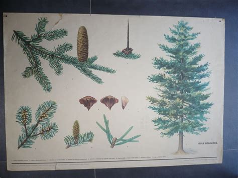 ilustrácia všeobecných charakteristík jedle (strom, konáre, šišky, ihličie)