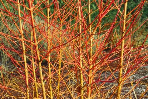 detail žiarivo červených konárov drieňa bieleho v zime