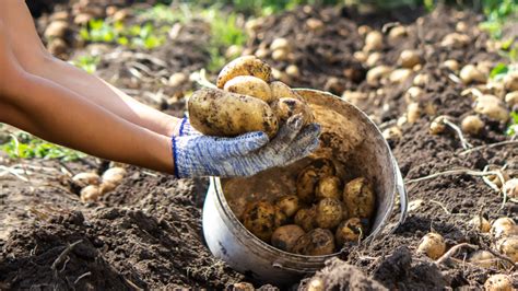 Ilustrácia procesu prihŕňania (kopcovania) zemiakov