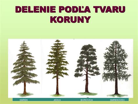 infografika porovnávajúca ihličie, tvar koruny a trvácnosť jedle, smreka a borovice