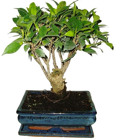 Detail listov bonsaja Ficus s kvapôčkami vody