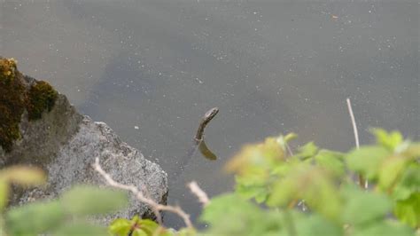 Detail zakoreňujúceho výhonku Fikusu vo vode