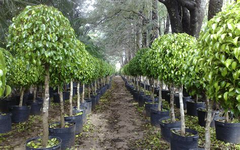 Ilustračná fotografia rôznych druhov Ficus benjamina s rôznymi farbami listov.