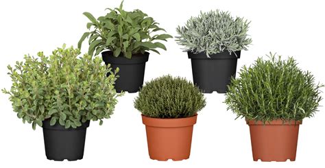 Kvitnúce bylinky v kvetináči na parapete