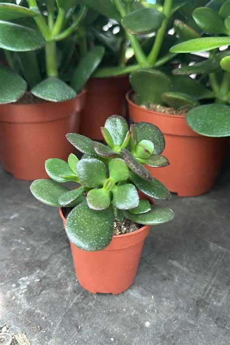 Detailný záber listov rastliny Crassula ovata