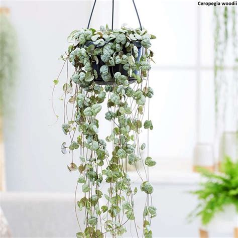 Závesný kvetináč s rastlinou Ceropegia woodii (Lampášik)