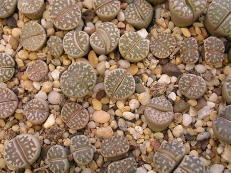 Rastlina Lithops (Živý kameň) pripomínajúca kamene