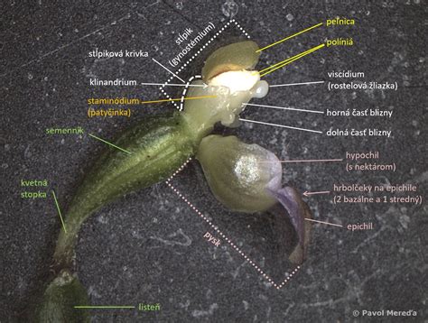 Diagram znázorňujúci kaudex a ďalšie špecifické časti sukulentov