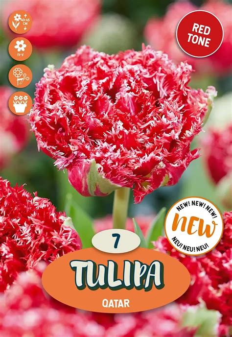 Ilustrácia štruktúry tulipánovej cibuľky