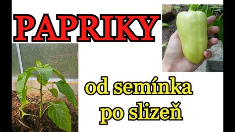 Infografika: Fázy pestovania papriky od semienka po sadenicu