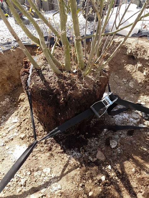 Detailná schéma balenia koreňového balu stromu pre bezpečnú prepravu