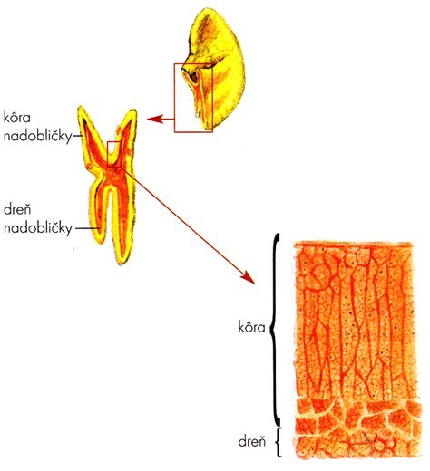Anatomické umiestnenie nadobličiek nad obličkami