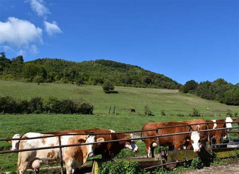 Schéma biotopu tetry červenej v prírodných podmienkach (pomalý tok, hustá vegetácia, korene)