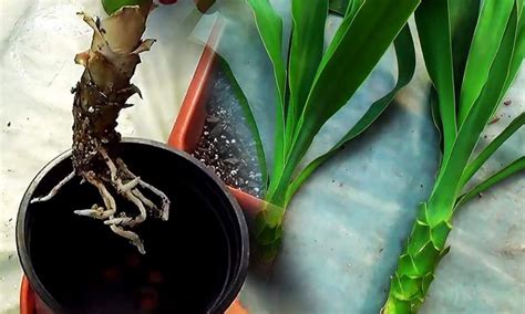 Ilustrácia juky s charakteristickými listami a kmeňom