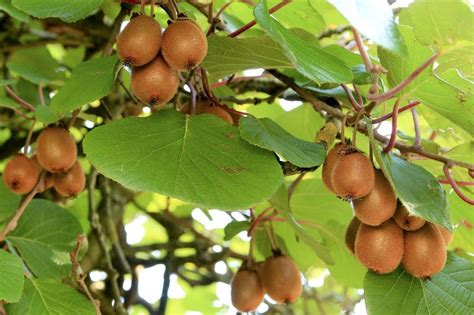 ilustračné foto: zrelé plody kiwi na kríku