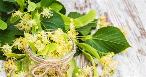 Schéma znázorňujúca odber mladého zeleného výhonku z lipy a jeho prípravu na zakorenenie