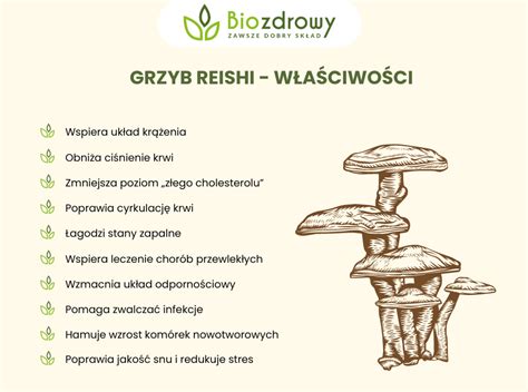 názorná infografika pestovania reishi na substrátovom bloku