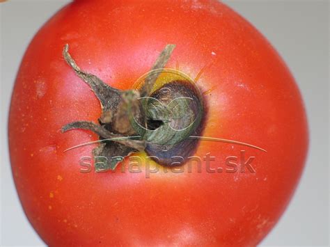 schéma ideálneho sponu a umiestnenia rastlín rajčiakov