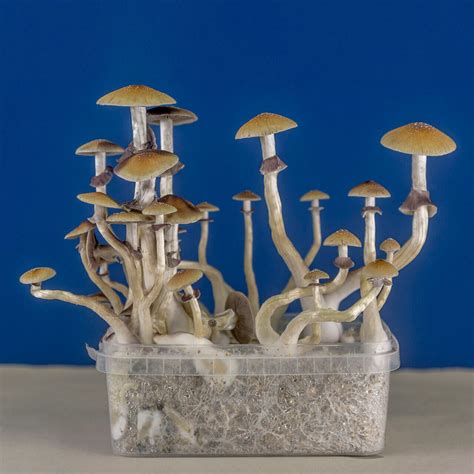 Tematické foto: rozmanitosť druhov magických húb