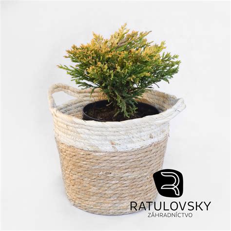 Detaily strihania mladých výhonov borievky pre zahustenie koruny.