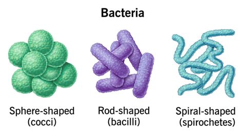 Schéma binárneho delenia baktérie Rickettsia v hostiteľskej bunke