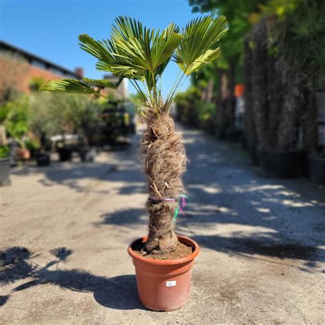 Detail listov a kmeňa palmy Trachycarpus wagnerianus