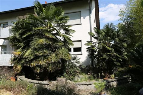 Schéma správnej výsadby palmy s drenážnou vrstvou