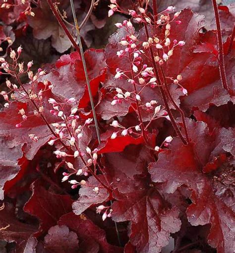 Heuchera s dekoratívnymi listami