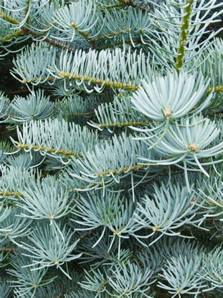 infografika zobrazujúca ideálne podmienky pre pestovanie jedle plstnatoplodej 'Compacta' - typ pôdy, svetlo, zálievka