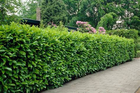 Vavrínovec lekársky 'Rotundifolia' v záhrade s charakteristickými tmavozelenými listami