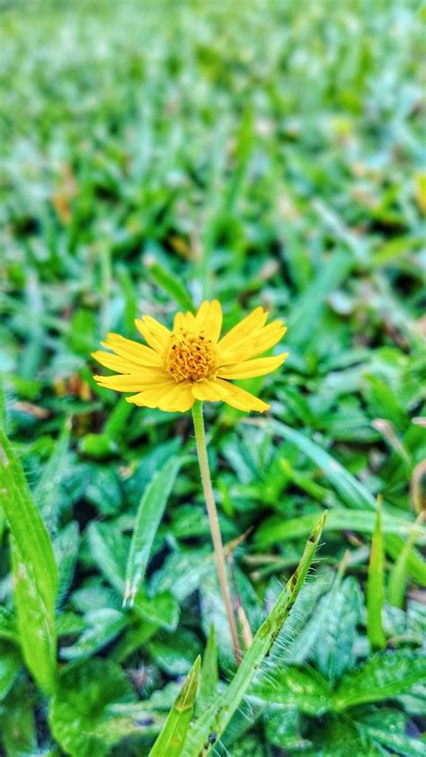 Detailný záber na kvet escholzie v rôznych farebných variantoch