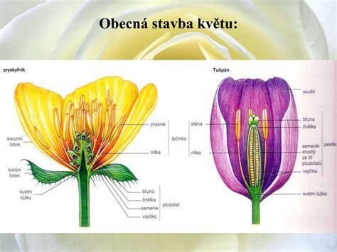 Botanická schéma stavby kvetu a nažky rodu Chrysanthemum