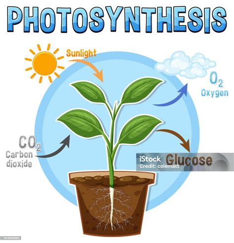 Schematické znázornenie procesu fotosyntézy v chloroplaste