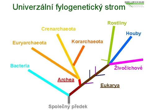 Fylogenetický strom rastlín znázorňujúci hlavné evolučné línie