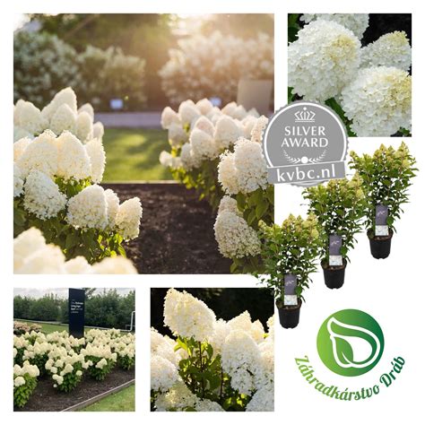 ukážka svadobnej torty zdobenej čerstvými kvetmi hortenzie a drobnými bielymi ružami