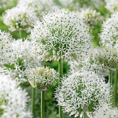 Detailné fotografie kvetov Allium giganteum a Allium 'White Giant' s uvedením ich priemeru.