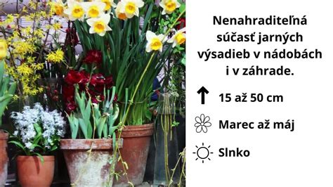 Koláž rôznych spôsobov využitia okrasného cesnaku: v záhonoch, v nádobách, ako rezané kvety.