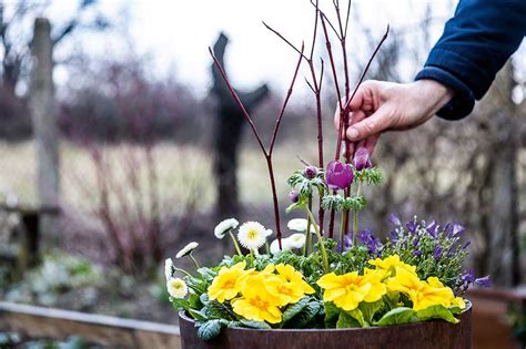 Schéma výsadby cvikly do kvetináčov