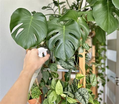 Infografika najčastejších chorôb a škodcov cvikly