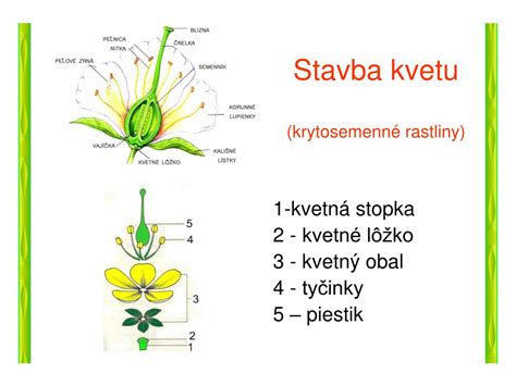 Ilustrácia kvetu a listov rastliny Pilát lekársky